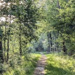 A peaceful forest pathway in Kilder, Gelderland with sunlight filtering through trees.