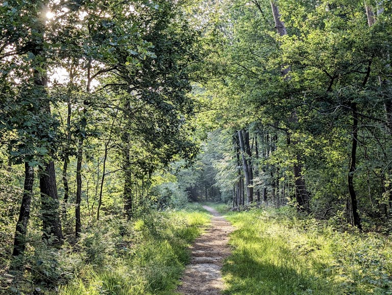 A peaceful forest pathway in Kilder, Gelderland with sunlight filtering through trees.