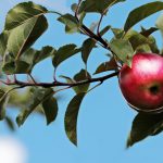 friszure appels van Katinka